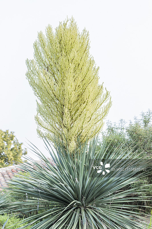 纳尔逊的诺琳(Nolina nelsonii)开花。耐旱的干旱植物,表面上类似于丝兰,但花序习性不同,生长于法国塔恩-加龙省。图片素材