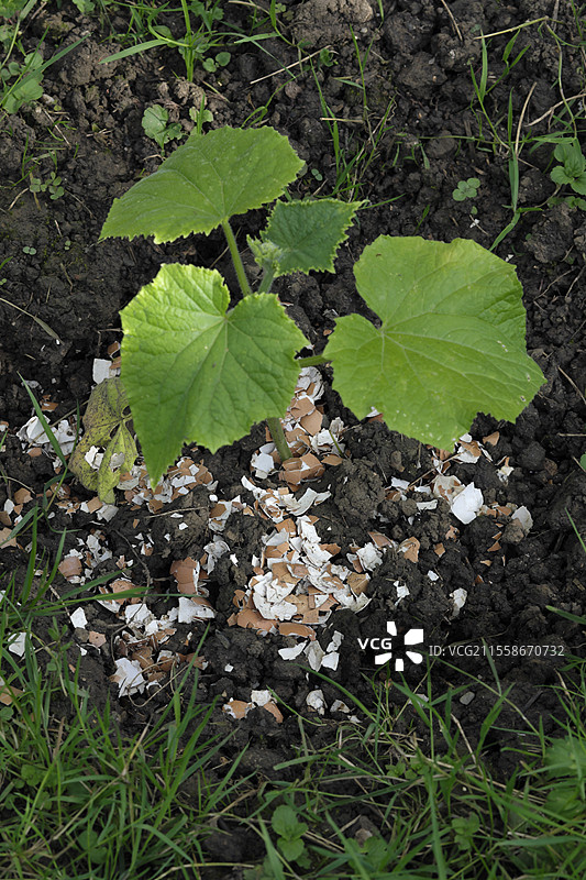 南瓜植物被蛋壳包围，以防止蜗牛，蔬菜花园，贝尔福，贝尔福地区，法国图片素材