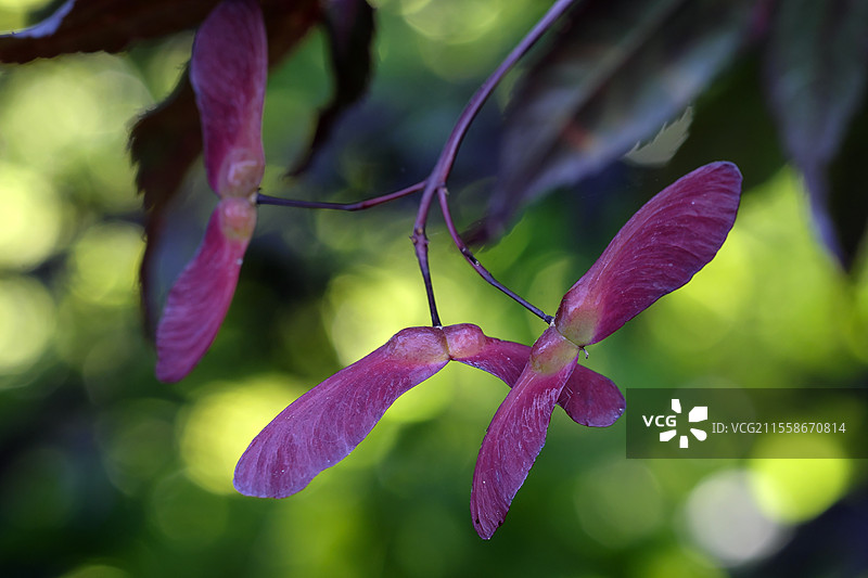 日本枫（Acer palmatum），Bloodgood品种，翅果，安娜贝尔花园，雷南，汝拉，法国图片素材