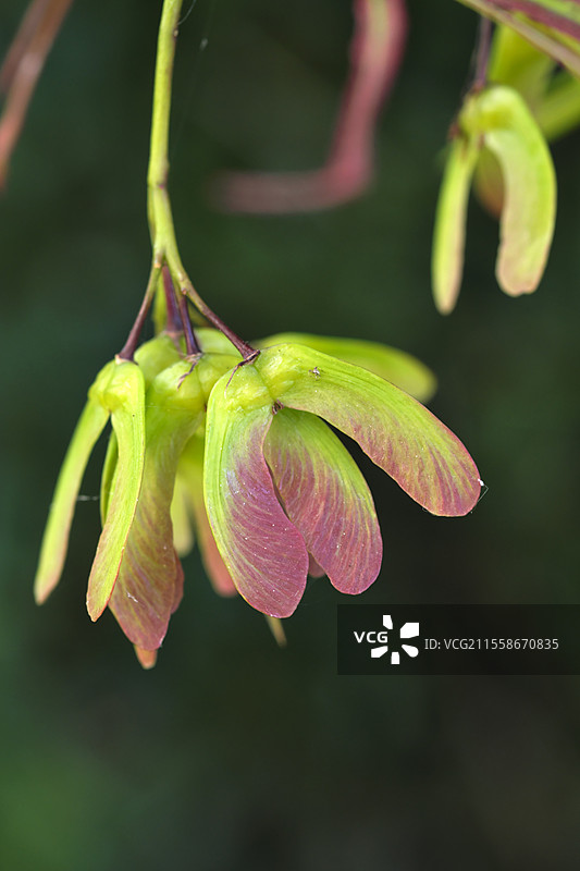 日本枫（Acer palmatum），Bloodgood品种，翅果，安娜贝尔花园，雷南，汝拉，法国图片素材