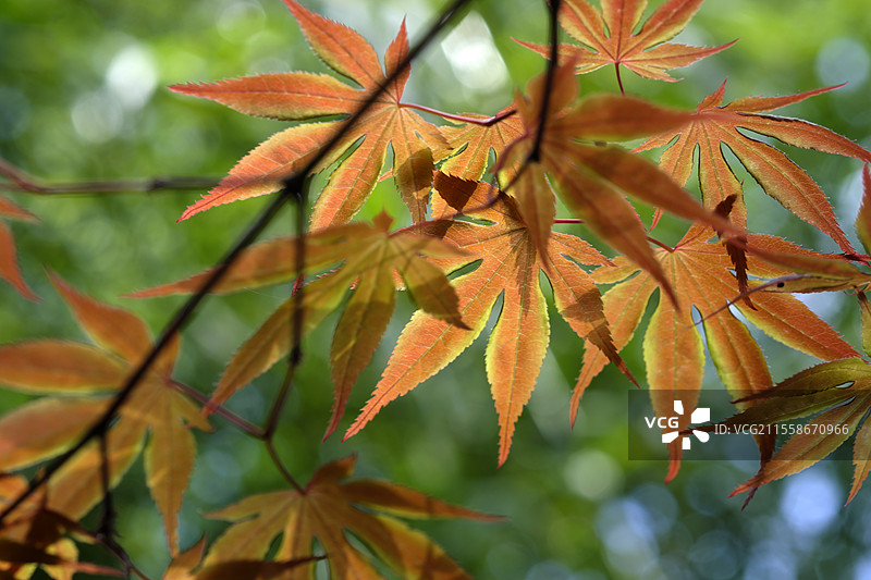 日本枫树，Acer palmatum，叶子，贝桑松的莱斯特拉斯花园，布雷基尔山，贝桑松，杜省，法国图片素材