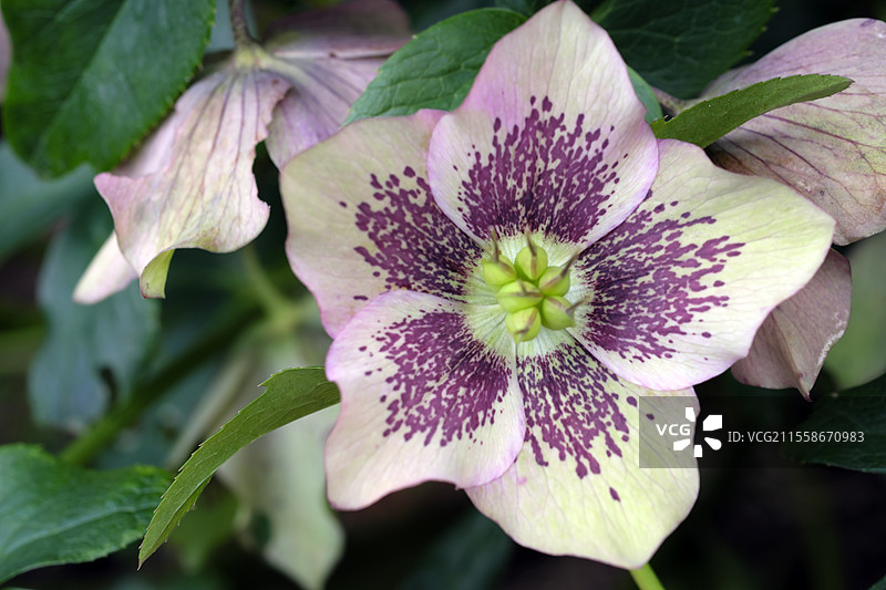 黑心兰，贝桑松的露台花园，布雷吉尔山，贝桑松，杜省，法国图片素材