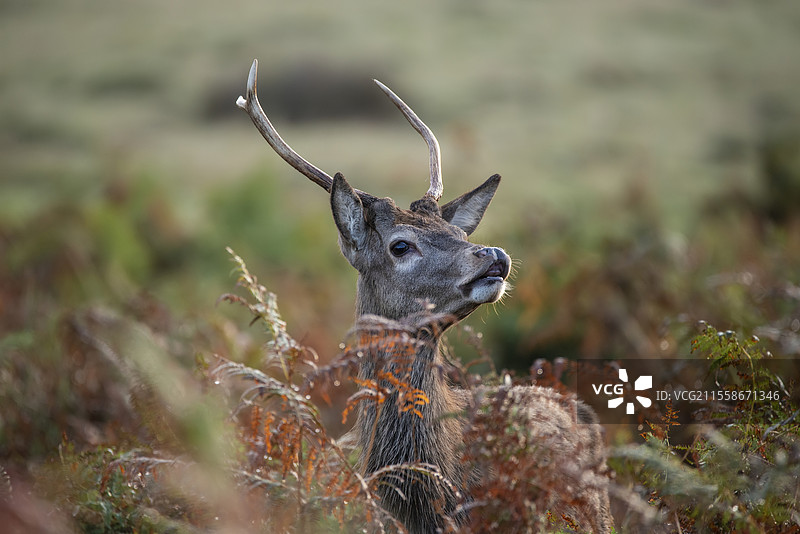 美丽的红鹿雄鹿在五彩斑斓的秋季森林景观中图片素材