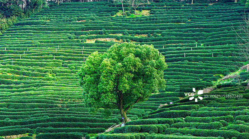 龙井村图片素材