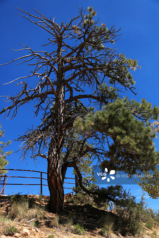 科罗拉多河 胡佛水坝壮丽风光图片素材