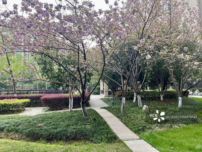 晚樱盛开图片素材