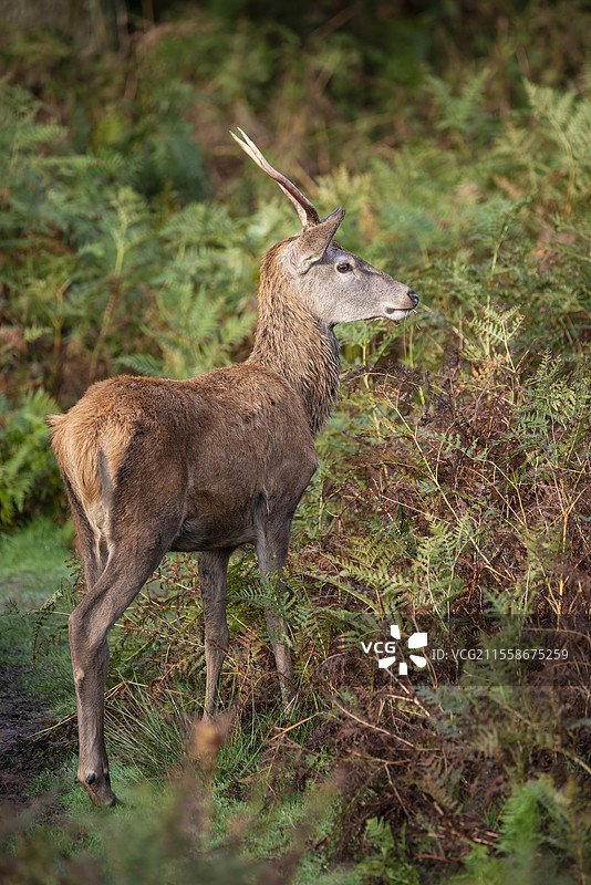 美丽的红鹿雄鹿在五彩斑斓的秋季森林景观中图片素材