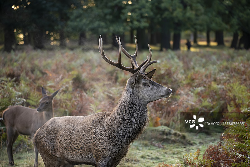 美丽的红鹿雄鹿在五彩斑斓的秋季森林景观中图片素材