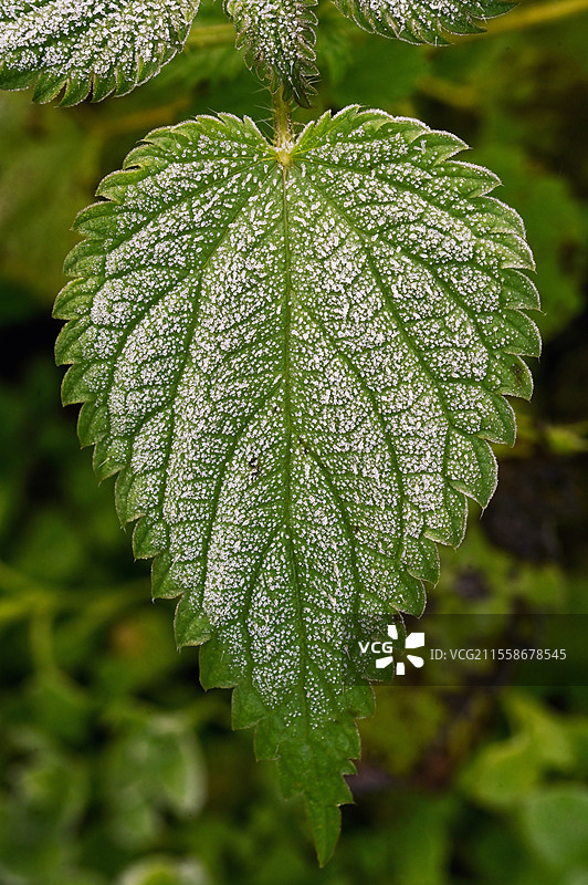 十一月田野中的冰冻荨麻植物图片素材