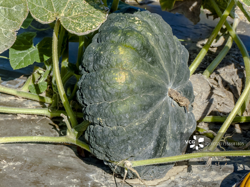 弯颈南瓜 Fagtong Thong Amphan (346)，南瓜 Cucurbita moschata 'Fagtong Thong Amphan (346)'图片素材