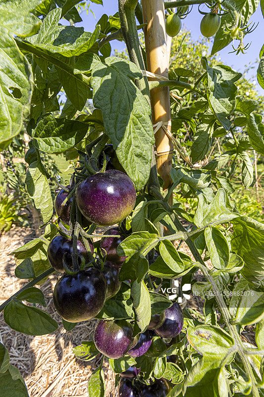圆形瓦朗斯茄子图片素材