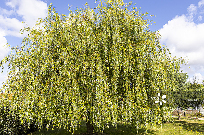 垂柳（Salix babylonica）图片素材