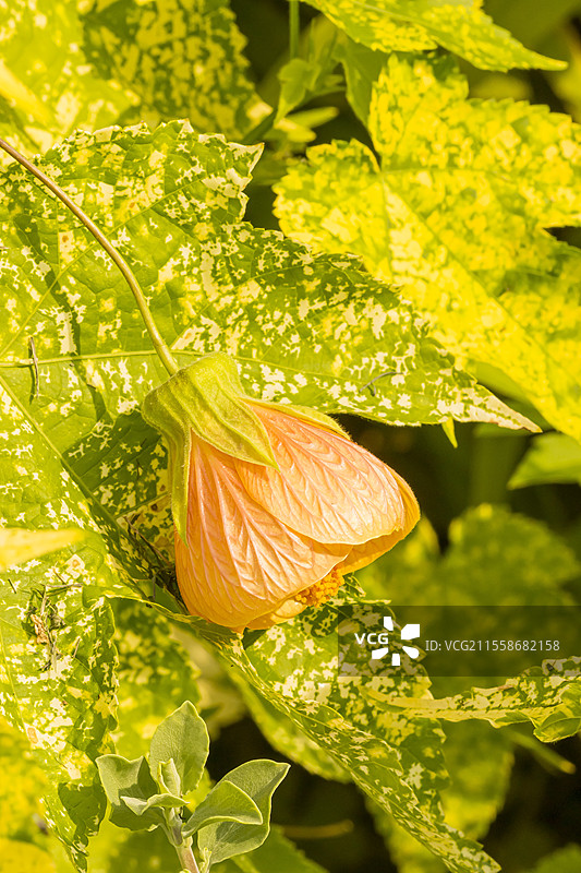 画叶木槿（Abutilon pictum）‘汤普森’图片素材