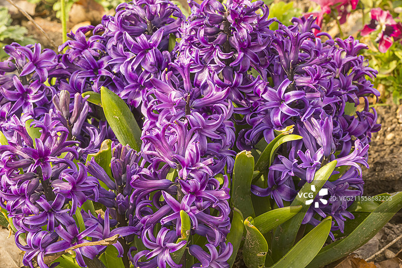 花园风信子（Hyacinthus orientalis）‘彼得·斯图伊维森特’图片素材