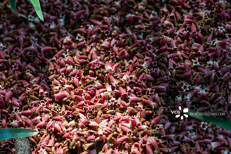 掉落地上的长柄银叶树花图片素材