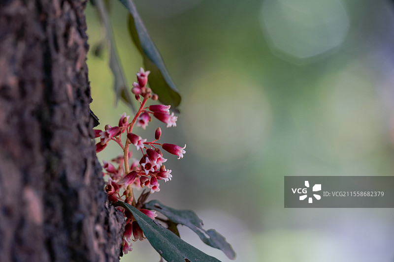 逆光下的长柄银叶树花图片素材