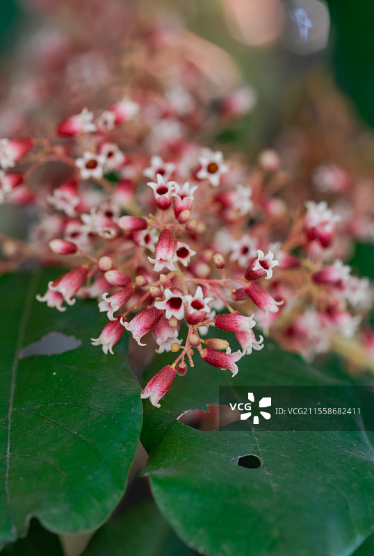 逆光下的长柄银叶树花图片素材