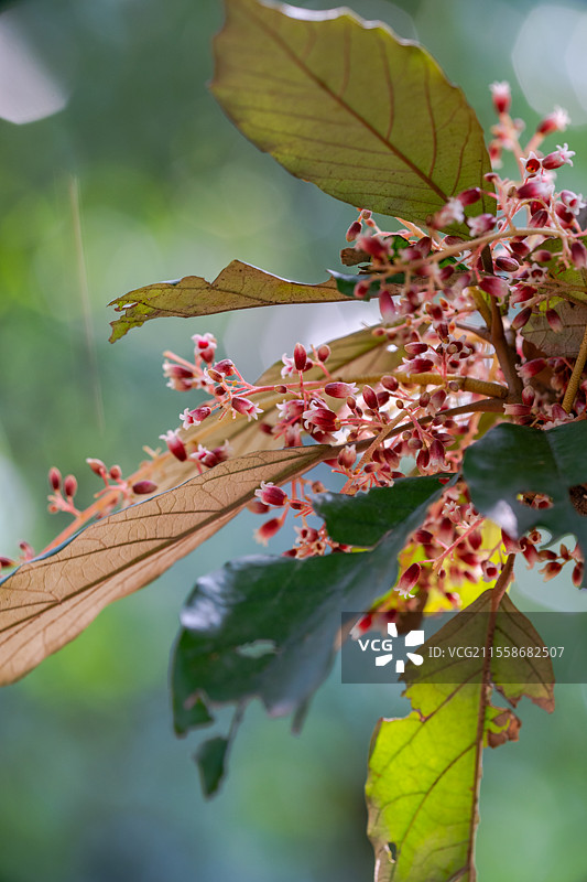 逆光下的长柄银叶树花图片素材
