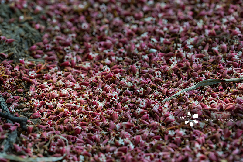 掉落地上的长柄银叶树花图片素材