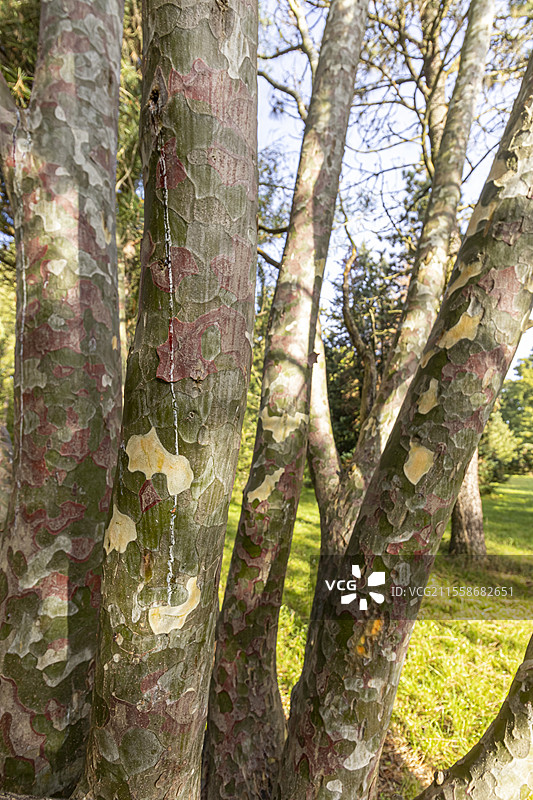 日本赤松（Pinus densiflora）‘Umbraculifera’，布鲁伊尔学校植物园，法国图片素材