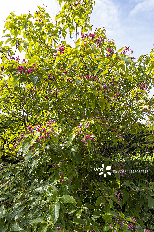 法尔热的彩色光辉树（Clerodendrum trichotomum var. fargesii），布鲁伊尔学校植物园，法国图片素材