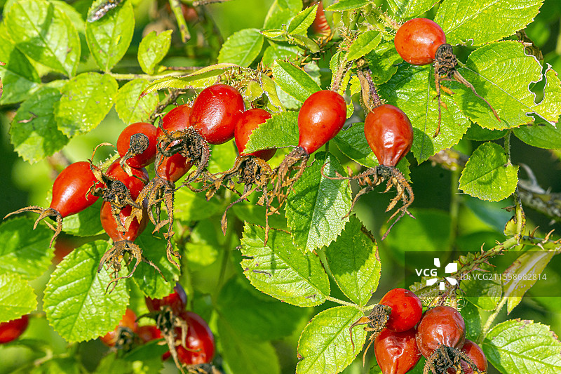 甜野玫瑰（Rosa rubiginosa），玫瑰果图片素材