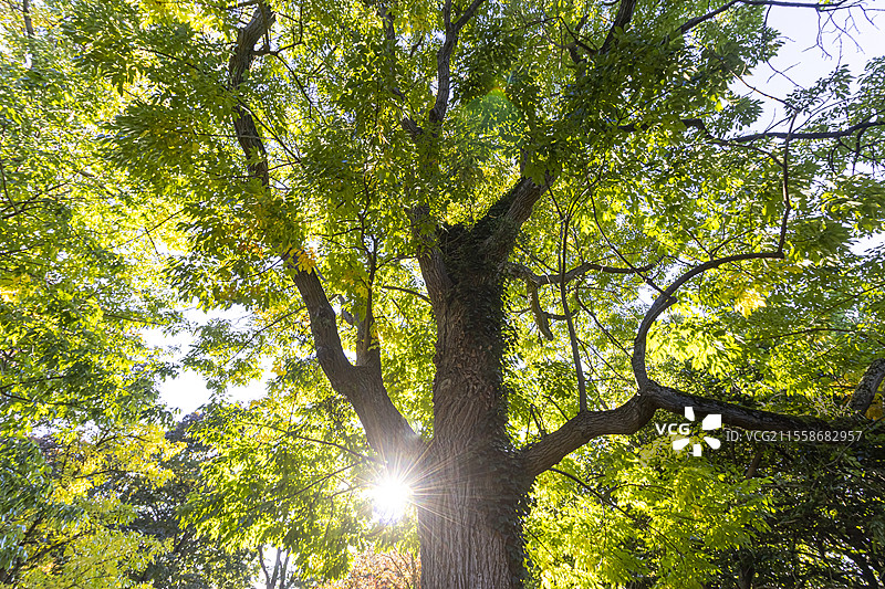 白蜡树（Fraxinus americana）‘秋紫’在秋季图片素材