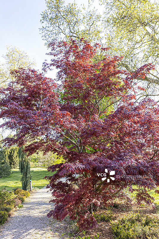 满月枫 Acer japonicum 'Sumagai'，布鲁伊尔学校，文森森林，巴黎，法国图片素材