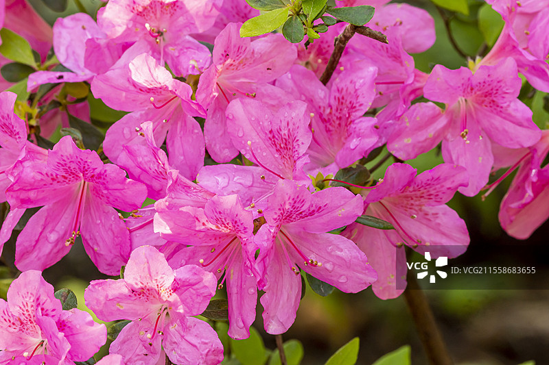 日本杜鹃（Azalea japonica）‘吉尔伯特·穆利’图片素材