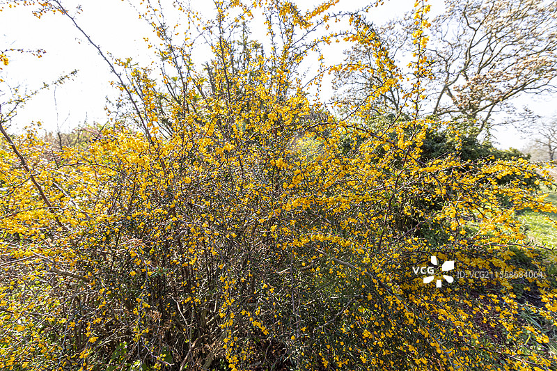 威尔逊夫人的小檗（Berberis wilsoniae）盛开中图片素材