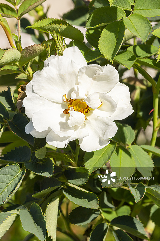 罗莎·莫耶西 '内华达' 育种者：多特 1927图片素材