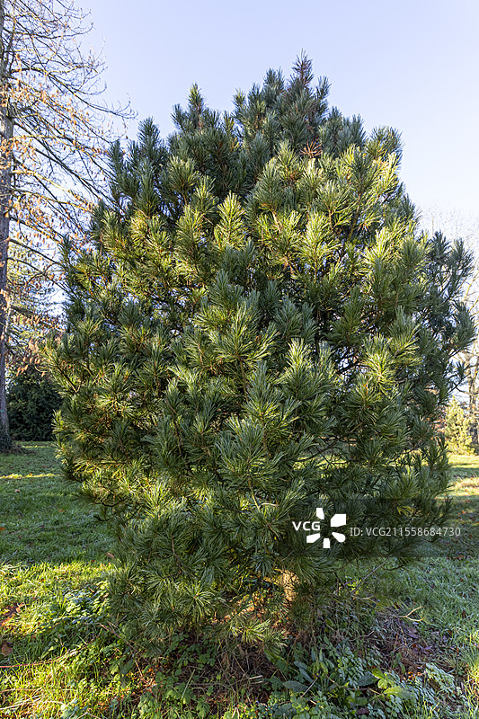 阿罗拉松 (Pinus cembra)图片素材