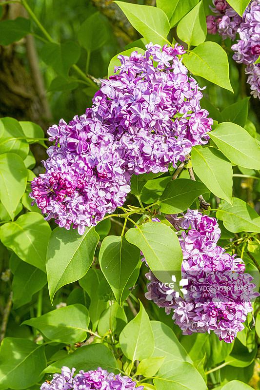 早花紫丁香（Syringa hyacinthiflora）'Montesquieu' Lemoine（法国）1926图片素材