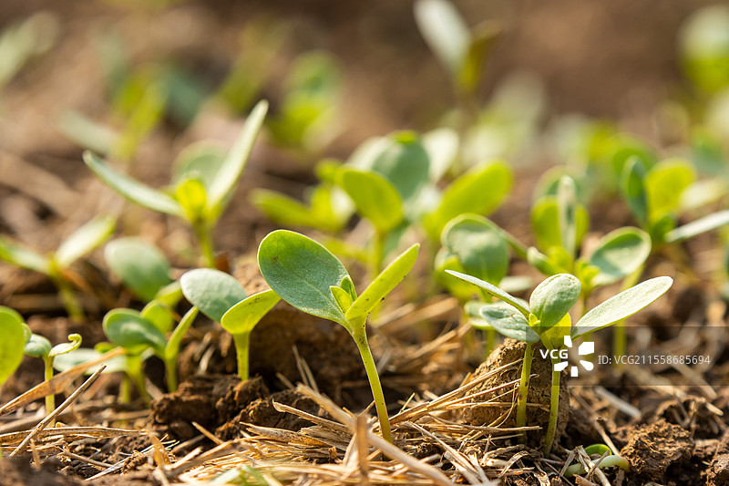 春天蔬菜种子发芽图片素材
