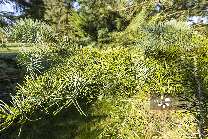 科罗拉多冷杉（Abies concolor）‘Violacea’图片素材