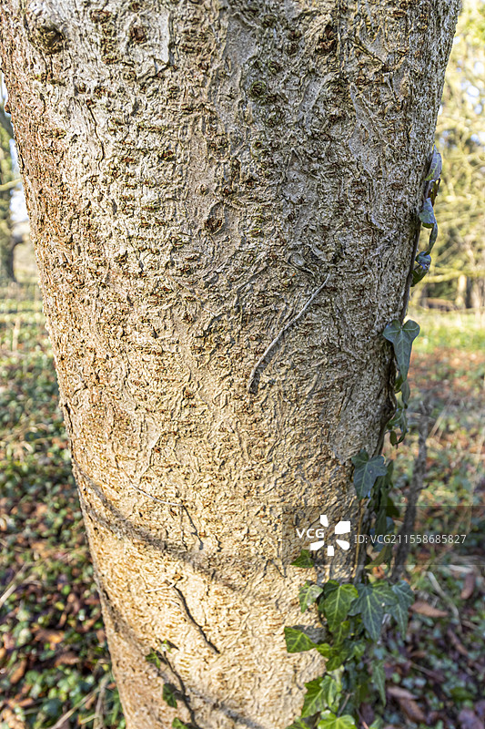 俄亥俄州栗子树（Aesculus glabra）树皮图片素材