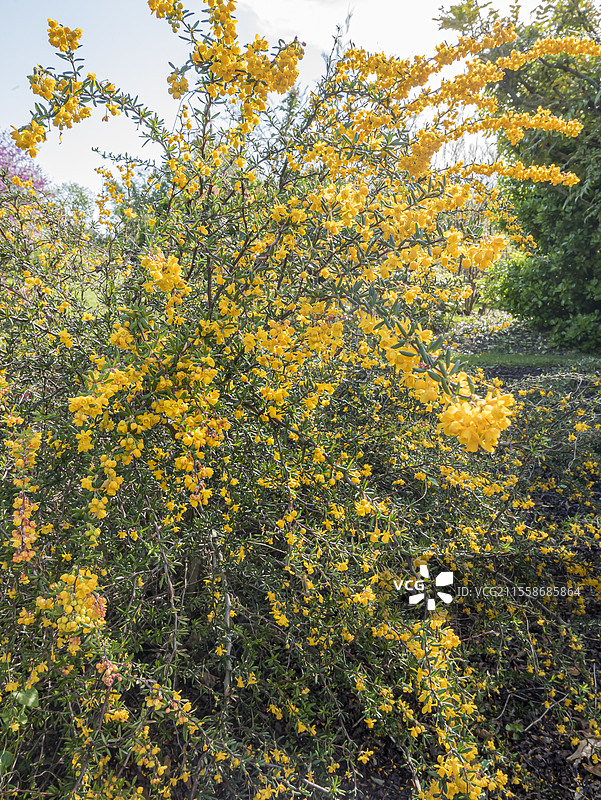 威尔逊夫人的小檗（Berberis wilsoniae）盛开中图片素材