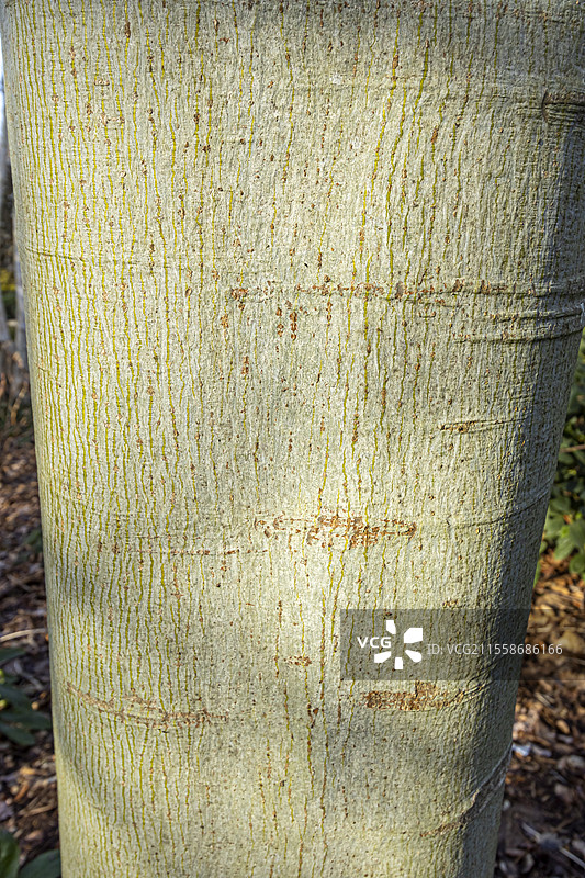 中国伞树（Firmiana simplex），树皮图片素材