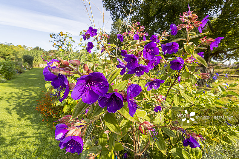 公主花（Tibouchina grandifolia），花朵图片素材