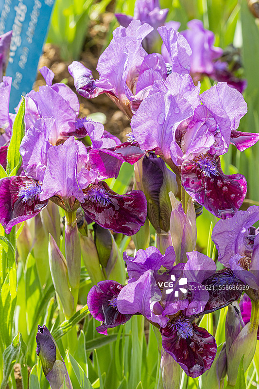 标准矮种须状鸢尾花（Iris germanica）'Regards' 养殖者：哈格 1967图片素材