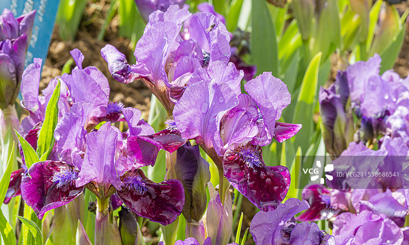 标准矮种须状鸢尾花（Iris germanica）'Regards' 养殖者：Hager 1967图片素材