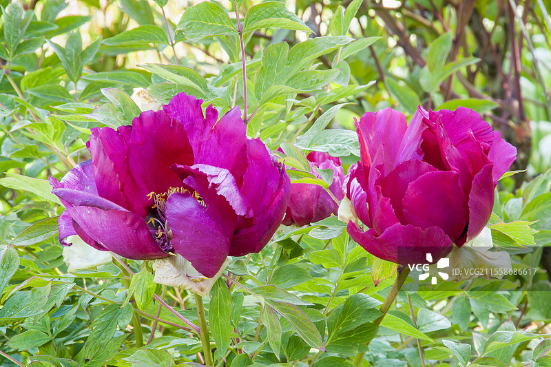 中国树牡丹（Paeonia rockii）‘红海银波’，花朵图片素材