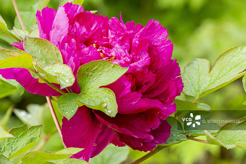 牡丹（Paeonia suffriticosa）'卧龙蓬生'，花朵图片素材