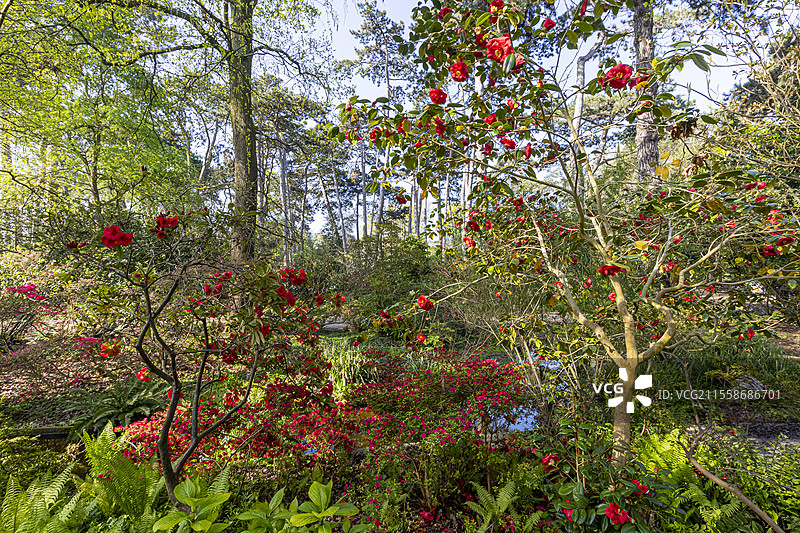 日本山茶花（Camellia japonica）‘阿道夫·奥杜松’，鲜艳的红杜鹃，鸵鸟蕨（Matteuccia struthiopteris），巴黎文森斯花园，法国图片素材