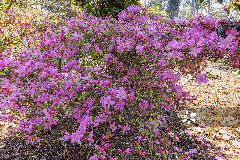 久留米杜鹃，绯红杜鹃盛开中图片素材