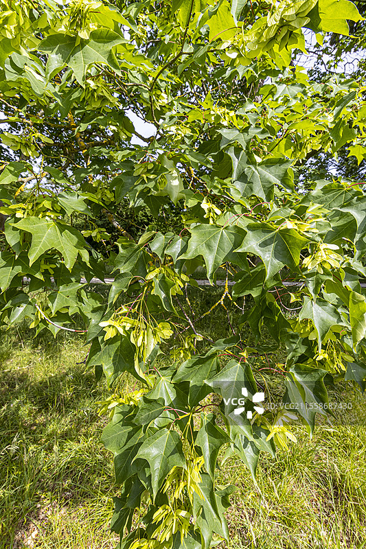 卡帕多西亚枫树（Acer cappadocicum）春季的叶子和翅果图片素材