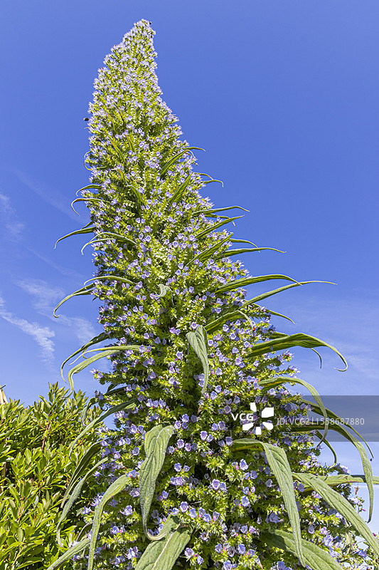 珠宝塔（Echium pininana）盛开中图片素材