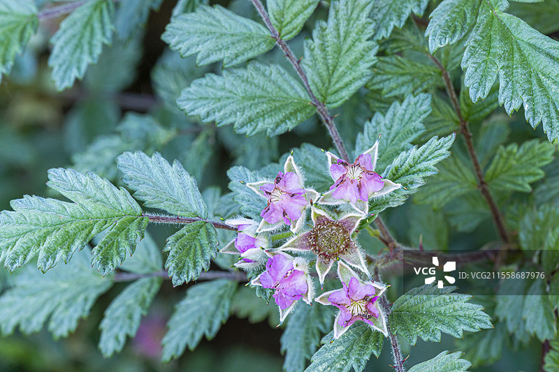 银蕨鬼莓（Rubus thibetanus）花朵图片素材