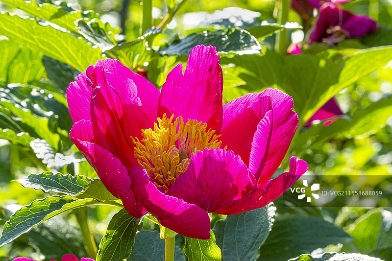 草本牡丹（Paeonia lactiflora）‘特朗卡维尔子爵’，花朵图片素材