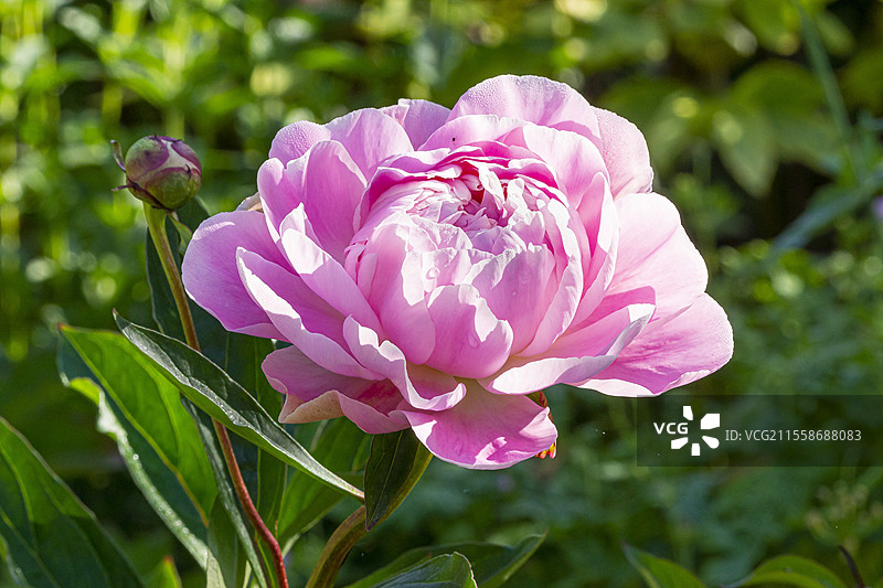 草本牡丹（Paeonia lactiflora）‘亚历山德拉·达夫夫人’ 选育者：凯尔韦 1902，花朵图片素材